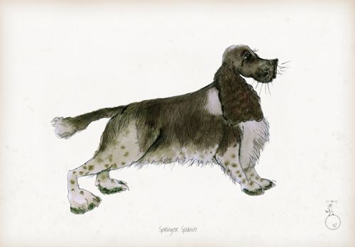 Springer Spaniel - fun dog art print by Tony Fernandes